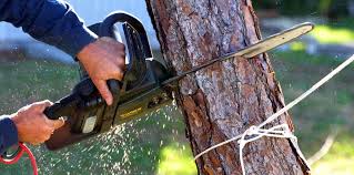 Best Tree Health Inspection  in Brewster Heights, NY