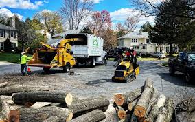 Best Tree Preservation Services  in Brewster Heights, NY