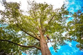 Best Emergency Tree Removal  in Brewster Heights, NY