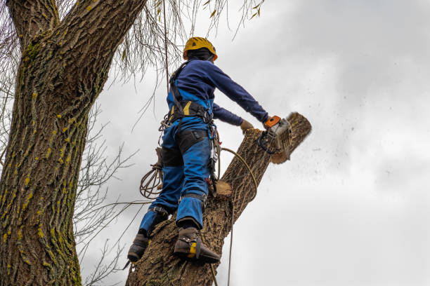 Best Hazardous Tree Removal  in Brewster Heights, NY