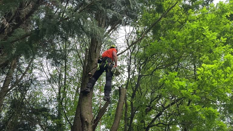 Best Hedge Trimming  in Brewster Heights, NY