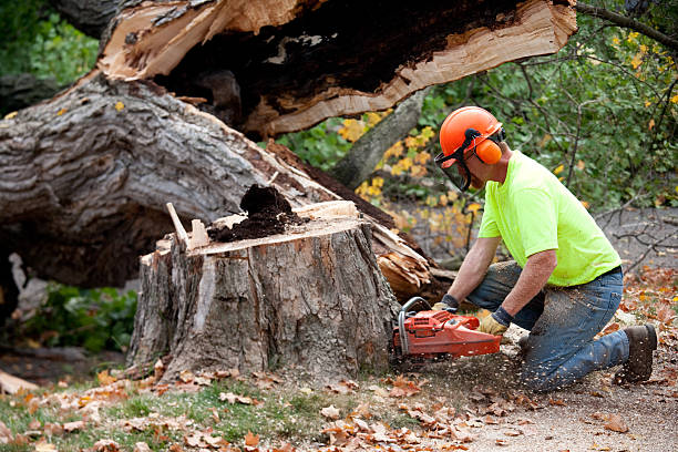 Lawn Pest Prevention in Brewster Heights, NY