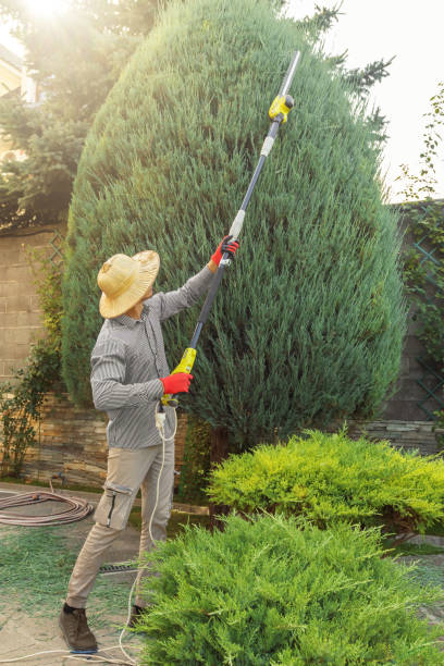 Best Fruit Tree Pruning  in Brewster Heights, NY